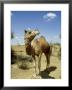 Domestic Camel, Thar Desert, India by Paul Franklin Limited Edition Print