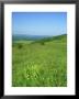 Harting Down, Sussex, Uk by Ian West Limited Edition Print