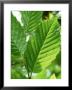 Eryngium Giganteum Miss Willmots Ghost by Mark Bolton Limited Edition Pricing Art Print