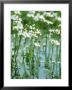 Water Violets, May, East Sussex by Larry Crowhurst Limited Edition Print