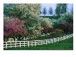 Flowering Crab Apple Trees Bloom On Manchester Farms Grounds by Melissa Farlow Limited Edition Print