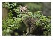 A Portrait Of An African Wildcat Behind A Branch by Norbert Rosing Limited Edition Print