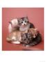 Four Kittens With Red Background by Edward Slater Limited Edition Pricing Art Print