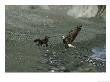 A Northern American Bald Eagle And A Red Fox Square Off Over Food by Norbert Rosing Limited Edition Print