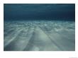 Current-Sculpted Ripples In The Sandy Sea Floor Off Of Grand Cayman by Bill Curtsinger Limited Edition Print