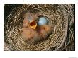 Robin Nest With Newborn Chicks And Egg by Richard Nowitz Limited Edition Print