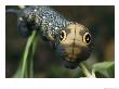 Hawk Moth Caterpillar Inflating Its Thorax As A Defense Mechanism by Darlyne A. Murawski Limited Edition Print