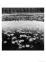 Lily Pads, Baptism River, Minnesota by Stephen Gassman Limited Edition Pricing Art Print