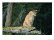 A Captive Male Mountain Lion Sits Atop The Trunk Of A Fallen Tree by Norbert Rosing Limited Edition Print