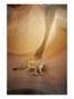 Mountain Lion On Rock Formation by Norbert Rosing Limited Edition Pricing Art Print