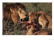 A Family Of Lions Feeds Off The Carcass Of A Freshly-Killed Animal by Jodi Cobb Limited Edition Print