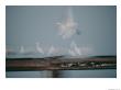 Egrets And White Herons Are A Blur Of Motion As They Fly Over The Water by Skip Brown Limited Edition Print
