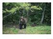 A Kamchatka Brown Bear On The Edge Of A Forest by Peter Carsten Limited Edition Print