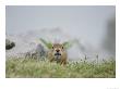 Close View Of An Arctic Ground Squirrel by Tom Murphy Limited Edition Pricing Art Print