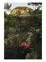 View Of The Pinnacle Of Pilot Mountain With Blooming Rhododendron by Raymond Gehman Limited Edition Print