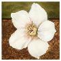 Magnolia by Tamara Wright Limited Edition Print