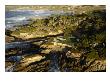 Cypress Point Golf Course, Pebble Beach by J.D. Cuban Limited Edition Print
