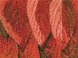 Red Leaves by Rainer Kiedrowsky Limited Edition Print