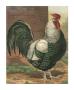 Roosters Iv by Cassell Limited Edition Print