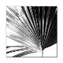 Black And White Palm Iv by Jason Johnson Limited Edition Pricing Art Print