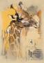 Wildlife Giraffe by Joadoor Limited Edition Print