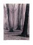 Beech Forest, 1936 by Albert Renger-Patzsch Limited Edition Print