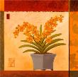 Vanda Orchid Window by Adam Guan Limited Edition Print