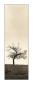 Cherry Blossom Tree by Alan Blaustein Limited Edition Print