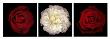 Rose Gallery I by Tony Stuart Limited Edition Pricing Art Print