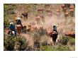 Cowboys And Cowgirls Driving Cattle Through Dust In Central Oregon, Usa by Janis Miglavs Limited Edition Print