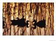 A Group Of Silhouetted Mallards Swims Among Reeds At Sunset by Jason Edwards Limited Edition Print