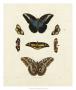 Butterflies I by George Wolfgang Knorr Limited Edition Print