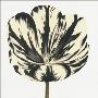 Black And White Flower by Miriam Bedia Limited Edition Print