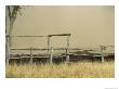 Santa Gertrudis Cattle Create A Dust Cloud In A Corral by Jason Edwards Limited Edition Print