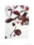 Eclosion Graphique by Amelie Vuillon Limited Edition Pricing Art Print