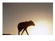 Adult Spotted Hyena (Crocuta Crocuta) Reflected In Waterhole, Chobe National Park, Botswana by Andrew Parkinson Limited Edition Print