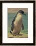 Study Of A Penguin by Henry Stacey Marks Limited Edition Print