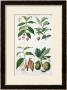 Coffee Tea Chocolate And Breadfruit Plate From A Botanical Study by W. Fitch Limited Edition Pricing Art Print