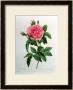 Rosa Gallica Regallis by Pierre-Joseph Redoutã© Limited Edition Print