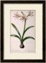 Amaryllis Vittata, From Les Liliacees Amaryllisees by Pierre-Joseph Redoutã© Limited Edition Print