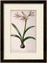 Amaryllis Vittata, From Les Liliacees Amaryllisees by Pierre-Joseph Redoute Limited Edition Pricing Art Print
