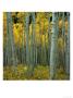 Forest Of Tree With Fall Foliage by Karl Neumann Limited Edition Print