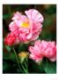 Rosa Gallica (Versicolor), Close-Up Of Flowers And Foliage by Pernilla Bergdahl Limited Edition Print