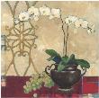 Ornamental Orchid by Gabriela Ibarra Limited Edition Print