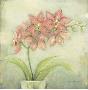 Orchid Blossom I by Eva Kolacz Limited Edition Print