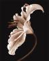 Jennifer's Lily by Steven Mitchell Limited Edition Print