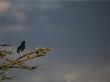 A Superb Starling, Lamprotornis Suberbus, Perched On A Tree Branch by Beverly Joubert Limited Edition Pricing Art Print