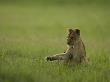 African Lion Cub, Panthera Leo, Playing by Beverly Joubert Limited Edition Print