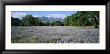 A Meadow Filled With Blooming Lupines, Bordered By Oaks And Mountains by Rich Reid Limited Edition Pricing Art Print