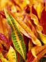 Colorful Leaves Of Croton by Envision Limited Edition Pricing Art Print